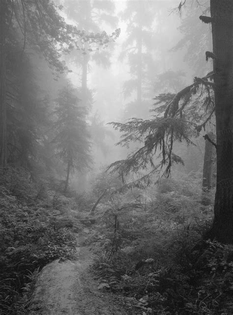 Foggy Forest 1 © 1971 Clyde Butcher Black And White Fine Art
