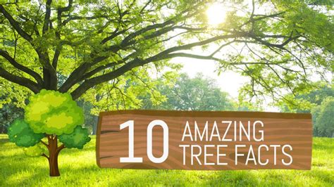 10 Amazing Facts About Trees Interesting Facts About Trees Facts