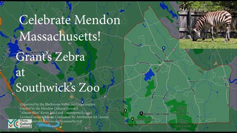 Mendon Celebration Of Art Grants Zebra At Southwicks Zoo Youtube