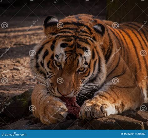 Tiger Eating His Meat Stock Image Image Of Tiger Close 44312321