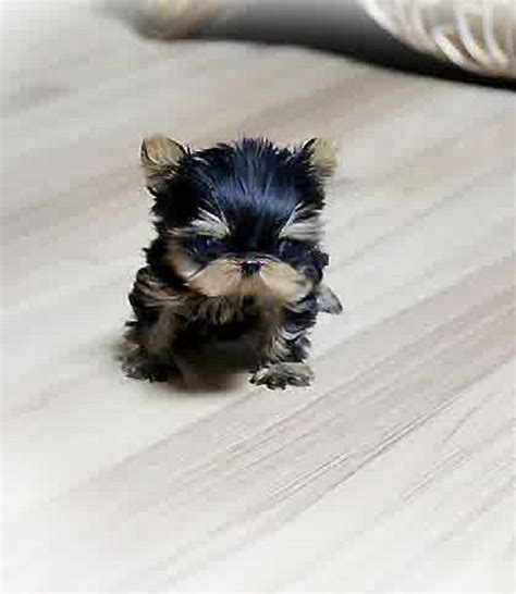 You will get high quality and standardized puppies here. micro teacup puppies for sale | Cute baby animals, Teacup ...
