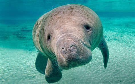 10 Manatee Hd Wallpapers And Backgrounds
