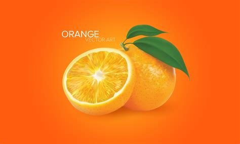 Realistic Oranges In Vector 640821 Vector Art At Vecteezy