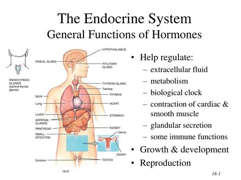 Ppt The Endocrine System General Functions Of Hormones Powerpoint