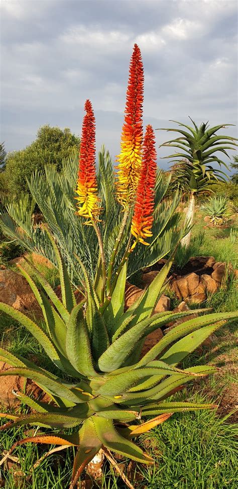 Aloe Hybrid In Flower Johans Hybrids Vaal Retreat April 2019 Butterfly
