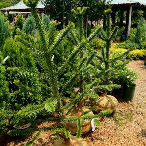 The monkey puzzle tree is an exotic south american evergreen tree that will grow from the warmest parts of zone 6 to zone 10. Monkey puzzle trees. A cool rare tree for sale at ...