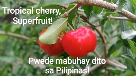 Acerola Cherry Barbados Cherry In La Union Philippines YouTube