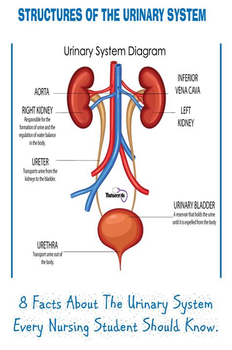 Facts About The Urinary System Every Nursing Student Should Know Basic Anatomy And