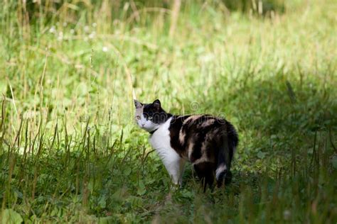 Beautiful Calico Cat Walking Grass Stock Photo Image Of Life Pattern