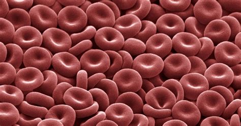 Human Light Microscope Red Blood Cells Micropedia