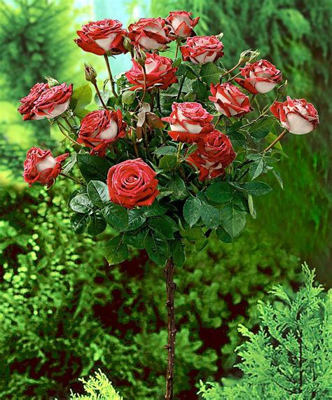 Standard Rose Bush Nostalgie Rose Amazing Flowers Beautiful Flowers