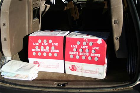 2021's guide | how much does it costs to ship a car across the country? Chicks and Weeds: Q - How much does it cost to ship a chicken?