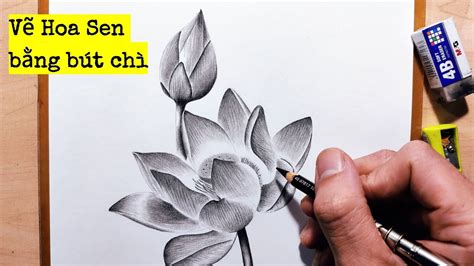 Hướng Dẫn Vẽ Hoa Sen Bằng Bút Chì How To Draw Lotus Tất Tần Tật