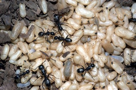 Carpenter Ants Tending Pupae And Larvae Stock Image Z3450934
