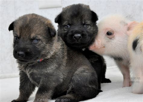 He is playful, super friendly and has an outgoing personality. An adorable friendship between German shepherd puppies and new born pigs.