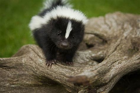 Baby Skunk Cute Living Things Pinterest