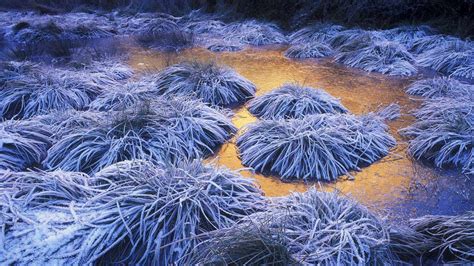 Wallpaper Landscape Water Grass Plants Winter Blue Ice Cold