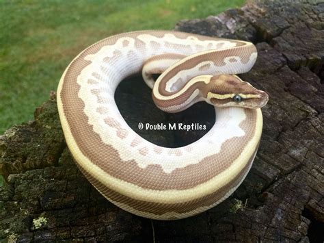 My Lesser Enchi Leopard Het Pied Ball Python Ball Python Pet Snake