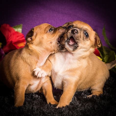 Playful Puppies Photograph By Janis Knight