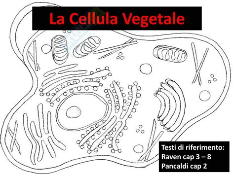 La Cellula Vegetale Schede Didattiche Per La Scuola P