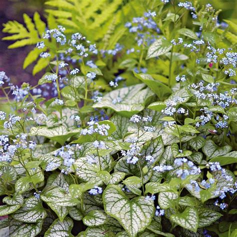 Brunnera Macrophylla Jack Frost White Flower Farm