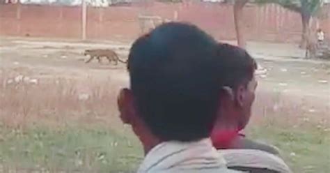 Moment Leopard Goes On Rampage Through Village Before It Mauls Six Unsuspecting Victims World