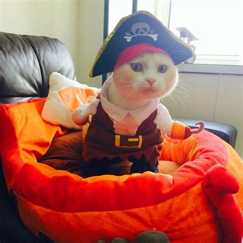 Funny Pet Cat Pirate Suit Clothes For Cats Halloween Kitten Costumes