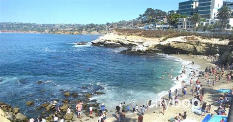 5 Best Things To Do At La Jolla Cove Swim Snorkel And Location
