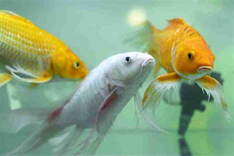 How Often Do Koi Fish Lay Eggs Reproduction Breeding And Care
