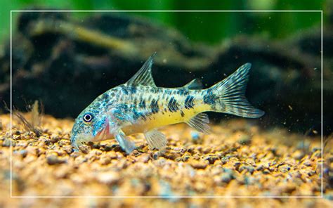 15 Best Aquarium Catfish Species With Pictures