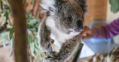ifaw supports wildlife rehabilitators and partners in Australia as they ...
