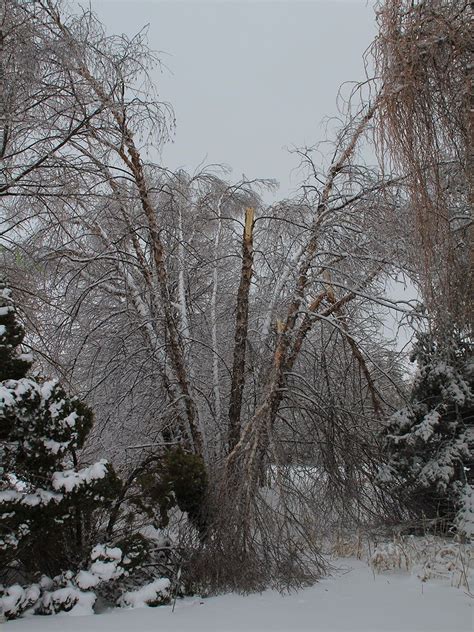 Preventing And Repairing Winter Tree Damage In The Northern Plains