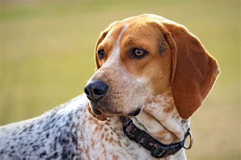 Are Treeing Walker Coonhounds Good With Kids