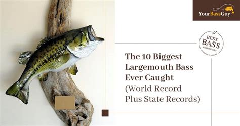 The 10 Biggest Largemouth Bass Ever Caught Your Bass Guy