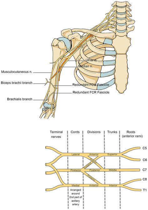 Figure From Rehabilitation Considerations Of A Brachial Plexus Injury
