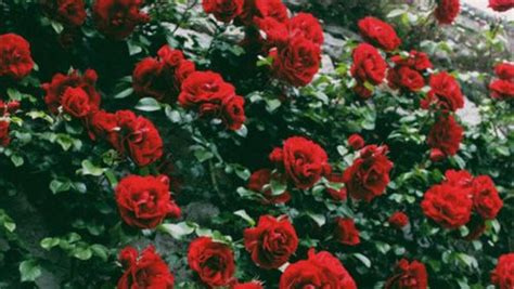 He was the first person to endorse leon as a champion, and is also currently sponsoring bede's gym challenge. love red rose | Tumblr | flowers | Pinterest | Rose, Flowers and Red aesthetic