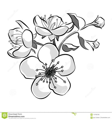 Blossom tree flower tree print tree stock vector royalty free. Blooming Cherry. Sakura Branch With Flower Buds. Black And White Drawing Of A Blossoming Tree In ...