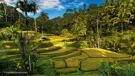 Ubud Bali Wallpapers Top Free Ubud Bali Backgrounds Wallpaperaccess