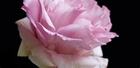 Which flowers look like roses?