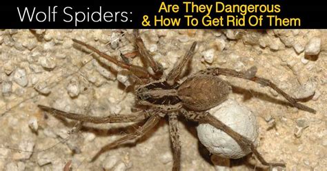 Brown recluse spiders are found most commonly in the southern midwest and in limited areas of the south. Wolf Spiders: Are They Dangerous and How To Get Rid Of Them