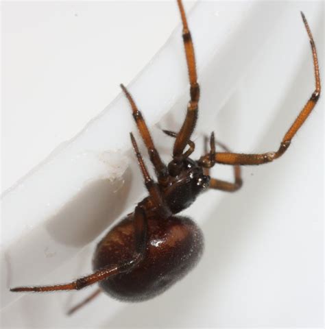 Female Steatoda Spider The Backyard Arthropod Project