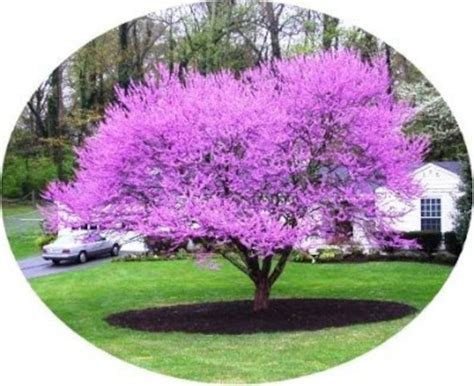 2 Beautiful Redbud Tree Live Plants 2 Ft Tall Spring Blooms Etsy