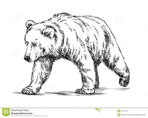 This is a super cute illustration that you'll now know how to draw by using the following simple, step by step instruction. Black And White Engrave Isolated Vector Bear Stock Vector ...