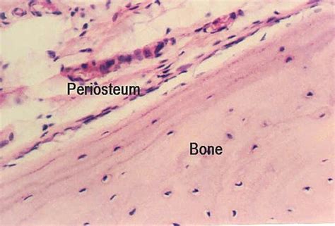 Spongy Bone Histology Microanatomy Web Atlas Gwen V Childs Phd