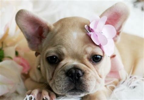 The french bulldog has a very even and pleasant temperament, which makes him a perfect candidate for a household companion. 261 best French bulldog images on Pinterest