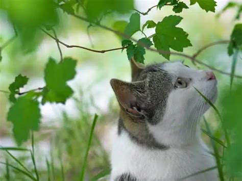 Décrypter le langage corporel des chats les clés pour comprendre