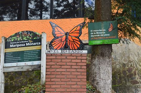 Los Santuarios De La Mariposa Monarca Est N Listos Para Recibirte