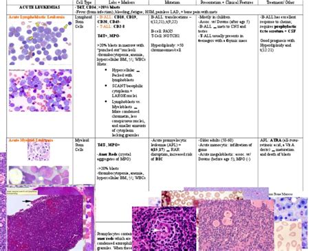 Chart Wbc Disorders Pdf Leukemia White Blood Cell