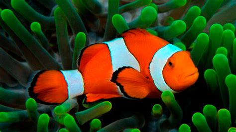 El Pez Que Inspiró A Buscando A Nemo Percibe Y Usa Luz Ultravioleta