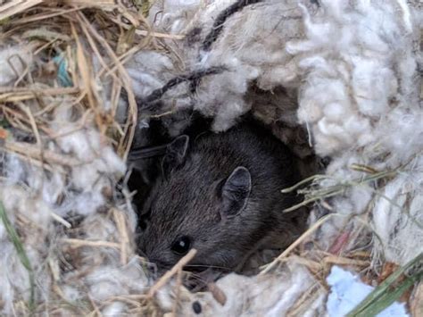 Mouse Nest In Home Mouse Control Tips From Co Exterminators
